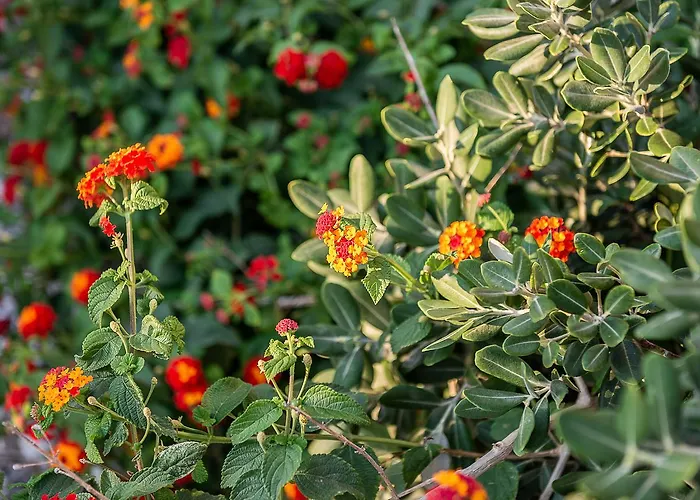 Flora's House & Cave Winery * Pýrgos